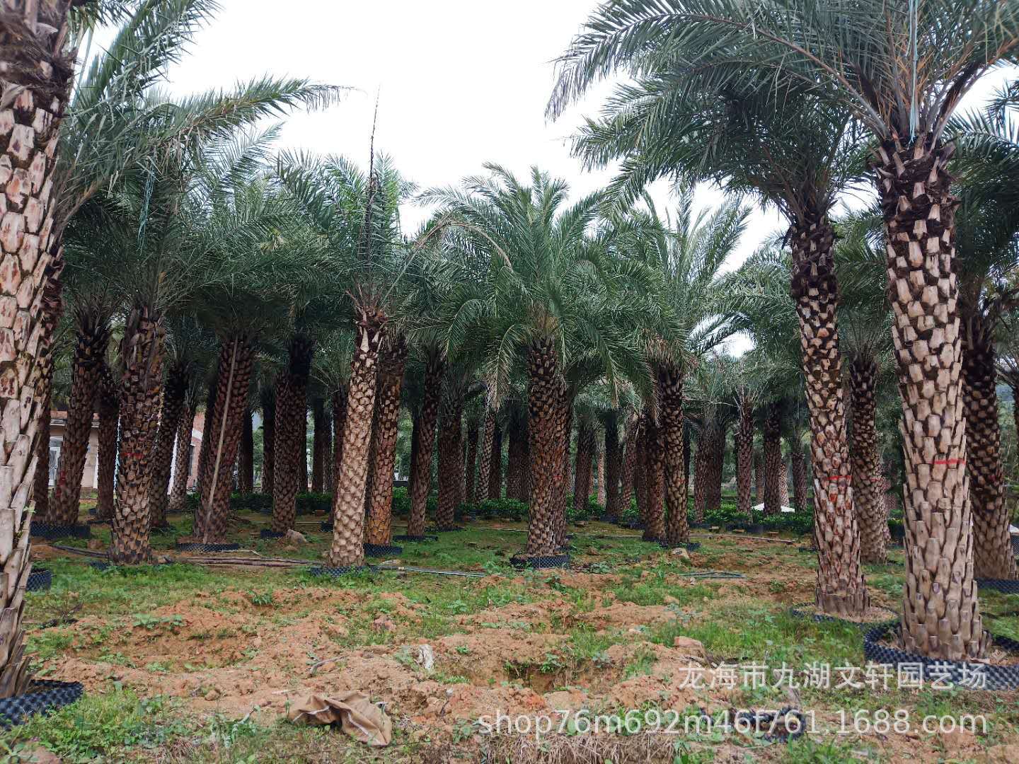 微信图片_201901181659153