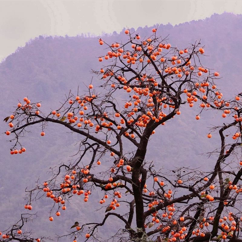 广西柿子果树苗批发 嫁接苗 日本甜柿 苗圃批发 柿子树 果树苗