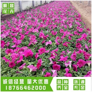 ����ţ�� ����ţ�r�� �ݻ��������l�����L����ă�һ�������ݻ�