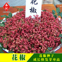 山椒花椒種子 山椒花椒種子批發 促銷價格 產地貨源 阿里巴巴