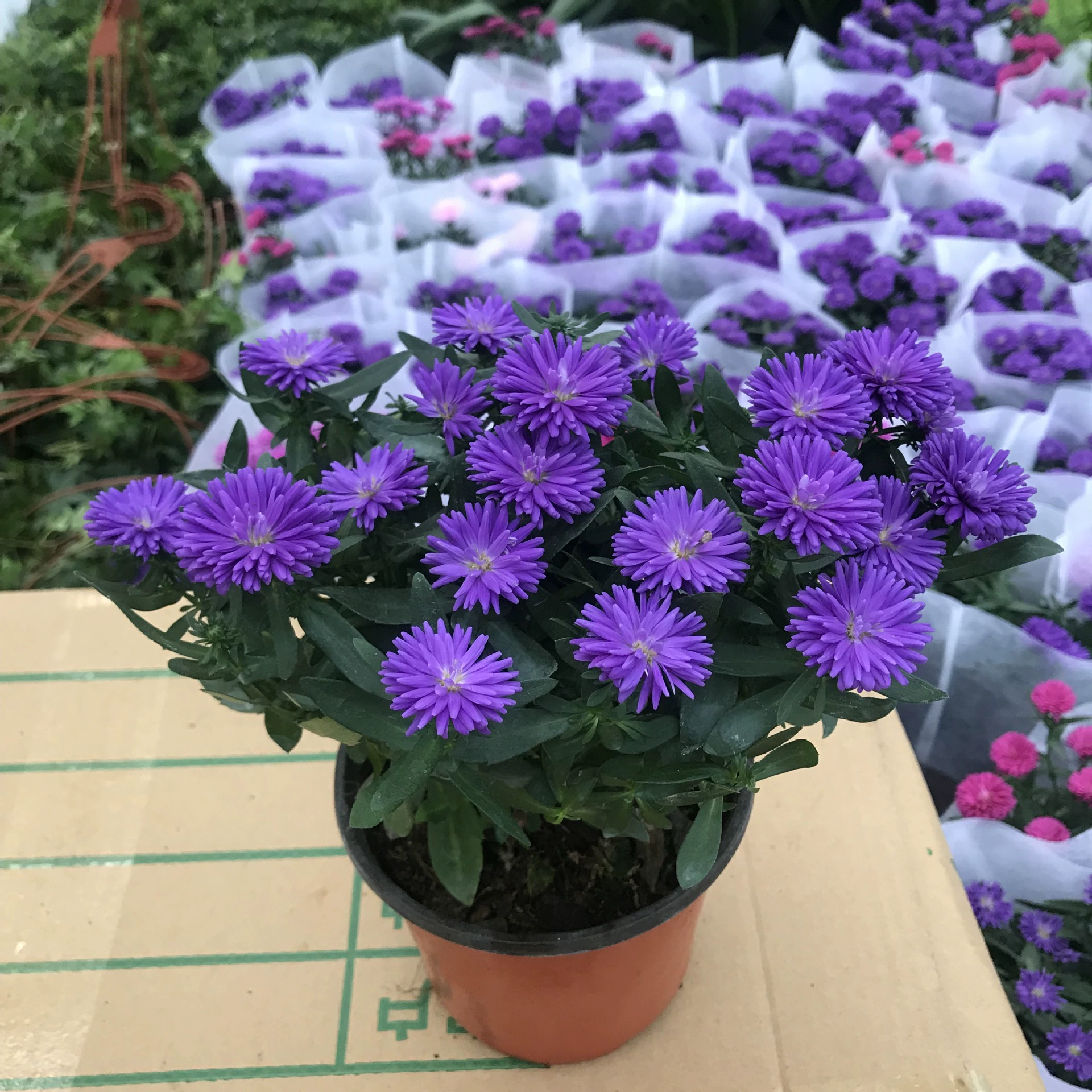 Тепличные продажи изумрудных растений в горшках декоративные хризантемы в помещении и на открытом воздухе на балконах Four Seasons легко выращивать цветы и растения изумруд