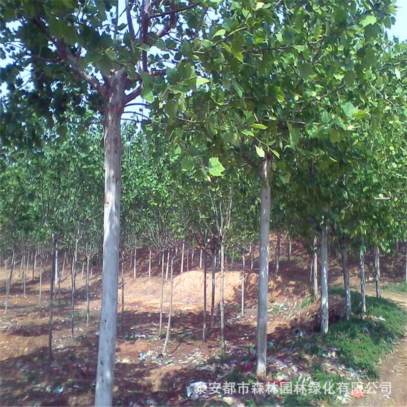 8-15cm法桐