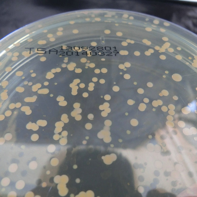 TSA表面接触皿 大豆酪蛋白琼脂表面培养基 三层真空袋包装