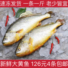 新鲜大黄鱼包邮深海鱼新鲜黄花鱼每条一斤海鲜水产鲜活包邮