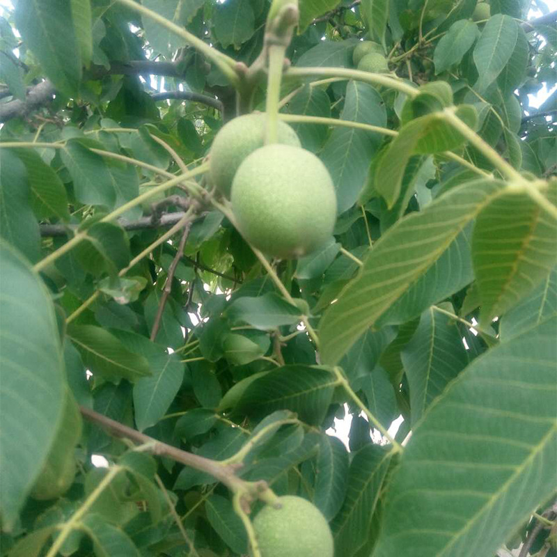 批发嫁接核桃苗 纸皮核桃苗 各种规格核桃苗价格 个大皮薄核桃苗