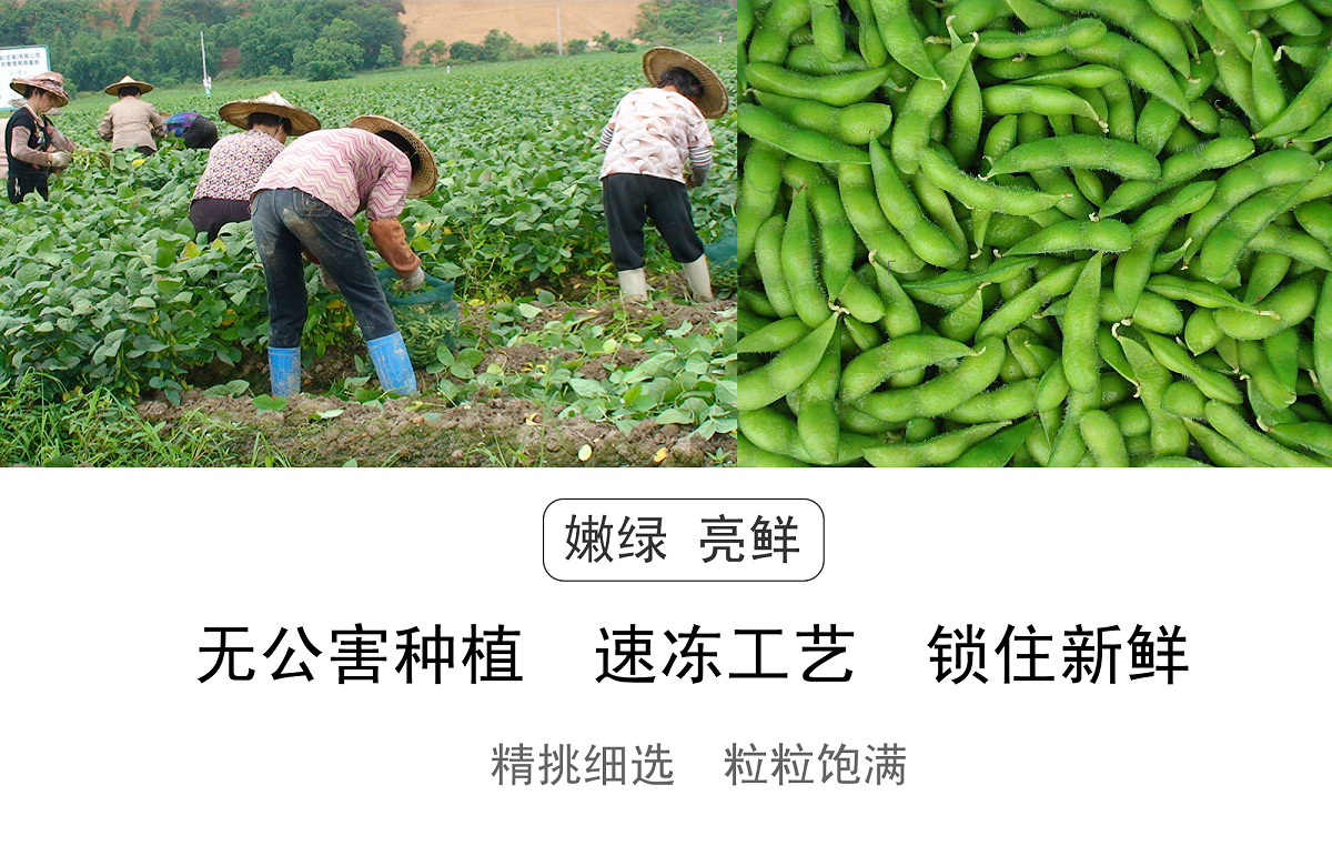 info-790-513.5 01毛豆3