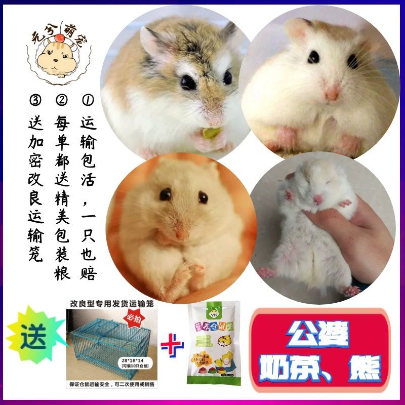 Мэн домашнее животное искусственное молоко чай старик старая женщина жемчуг Золотой медведь домашнее животное хомяк живое Дело оптом здоровье