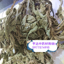 地胆草 磨地胆 菊科地胆草 草鞋根叶批发兼零