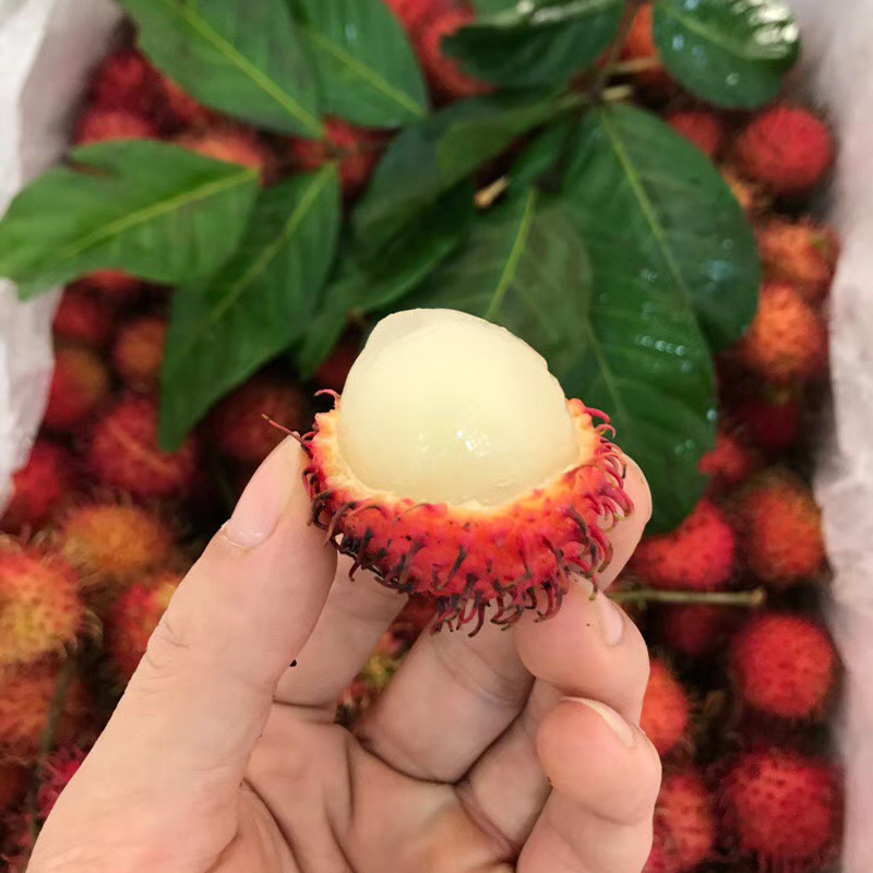 Rambutan fruit Mao litchi 5 pounds Foam box Ice bag On behalf of