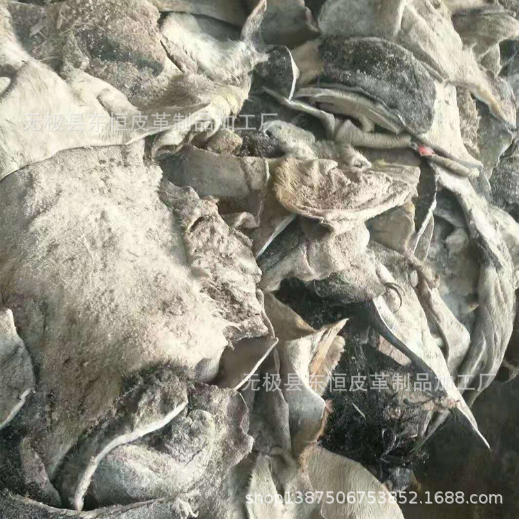 黄牛皮 盐湿 毛腿皮块 边角料 下脚料 牛皮腿 明胶原材料 黄明胶