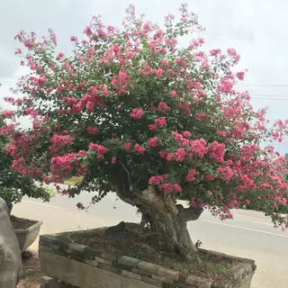 苗圃基地批发造型紫薇树桩 紫薇桩景观树 30公分紫薇桩风景树