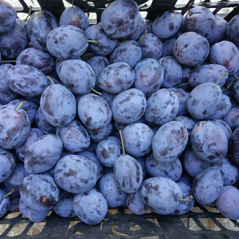 果树基地出售直径1公分以上西梅树 法兰西西梅树 西梅李子树|ru