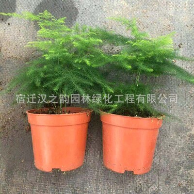 Asparagus Potted plant desktop Plants flowers bonsai Clean air Four seasons Evergreen Botany Radiation protection Formaldehyde absorption