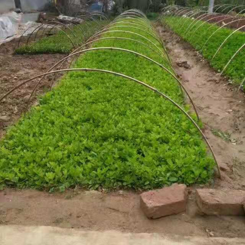 微信图片_20181108173717