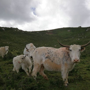 ���ţ ��ţ�r�� һ�^��ţ�����X ��ţһ������X ���C�ຣ�r��