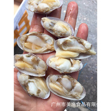 花蛤冷凍 花蛤冷凍批發 促銷價格 產地貨源 阿里巴巴