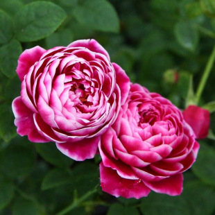 Four-Season Flowering Rose Seedlings Japanese Mary Indoor and Outdoor Balcony Garden Fragrant Rose Flower Green Plant Potted Seedlings