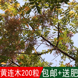 溢芳种业新采林木种籽黄连木种子楷木楷树黄楝树四季可播-阿里巴巴