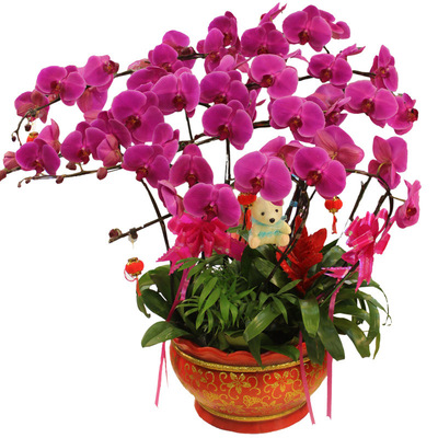 蝴蝶兰盆栽花苗带花剑室内盆栽花卉植物观花四季开花不断客厅高档|ru