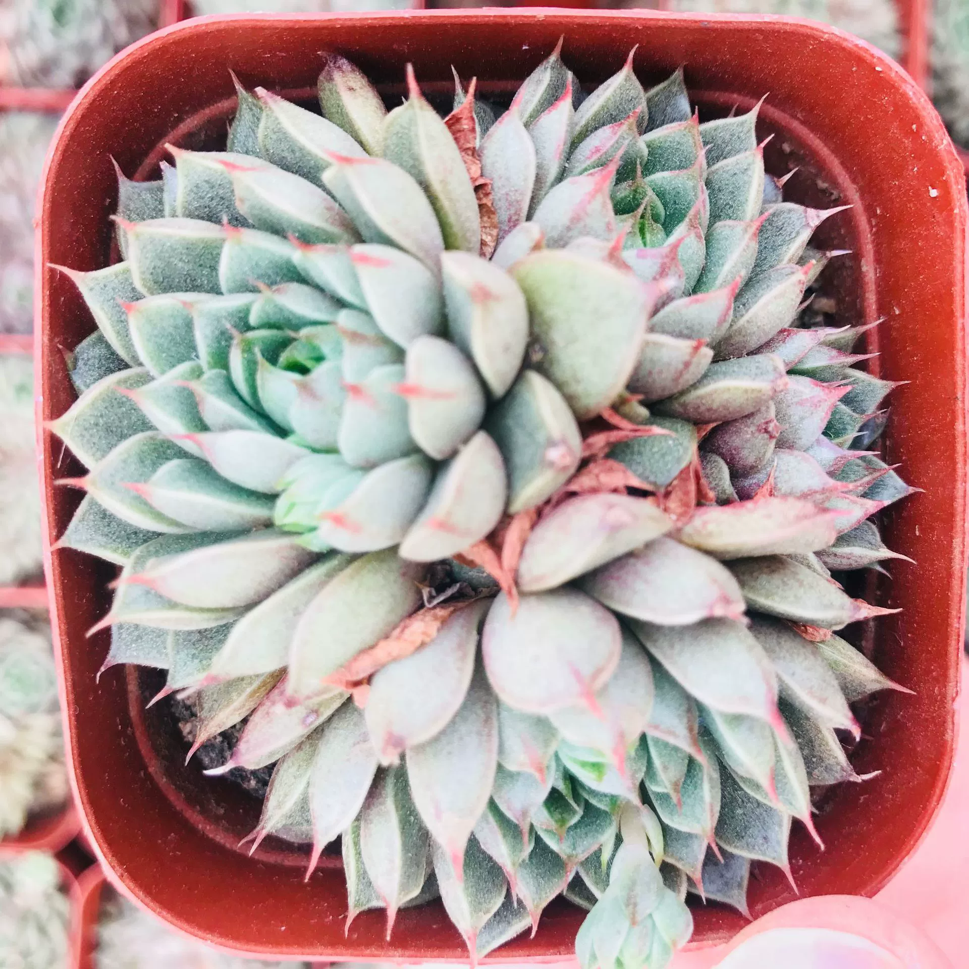 Продажа теплиц суккулентов кошачий глаз Милая комбинация мяса DIY Горшечное домашнее мясо бычьи кошачьи глаза