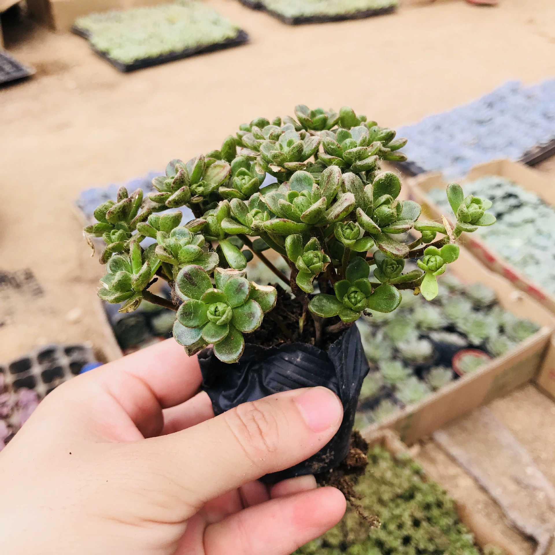 Оптовые мясистые растения мясистые горшечные маленькие старые ворсы группа многоголовочный офисный цветок маленький человек жертва мясистая комбинация