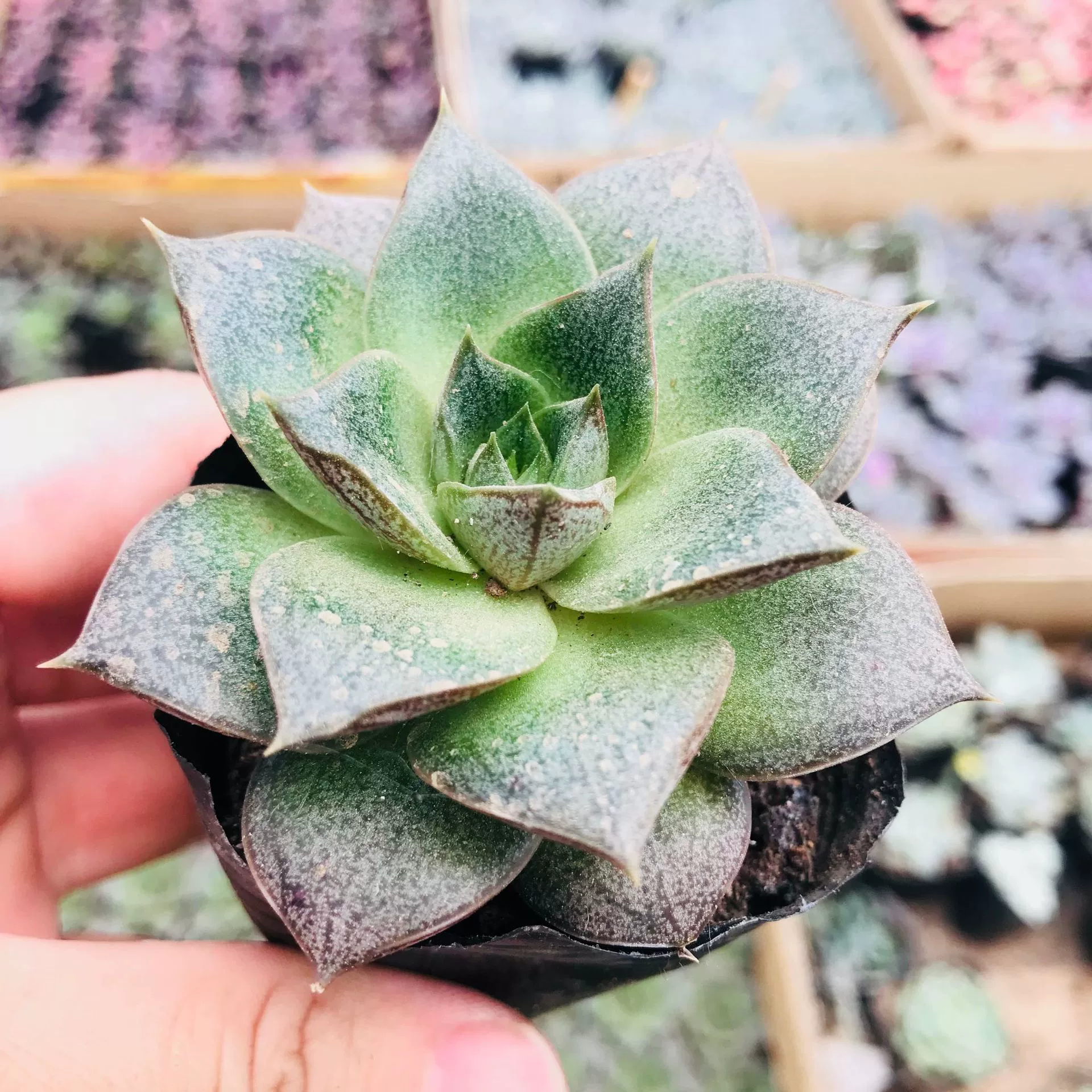 Daihe Jin-это суккуленты, а затем Оптовые комбинированные растения в горшках для поглощения формальдегида. Симпатичное мясо в помещении хорошо для выращивания суккулентов Daihe Jin.