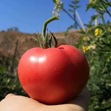 四川新鲜现货沙瓤西红柿放心蔬菜番茄非普罗旺斯西红柿