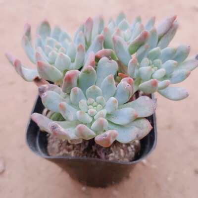 大棚直销多肉植物 蓝苹果多肉 多头群生多肉 老桩蓝苹果批发