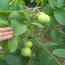 秋季新品新疆薄皮核桃苗品种 出售2公分早熟嫁接薄皮核桃树苗