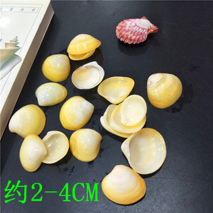 Natural Conch Shell Creative Fish Tank Landscaping Drift Bottle Material by Kilogram Wholesale Egg Shell