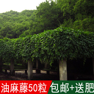 �ļ������������Ԯֲ���N�����ٷN��ţ�R�ٴ�Ѫ��ȸ�������G