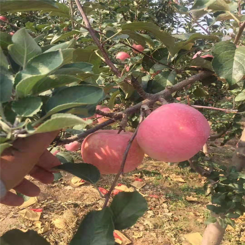 微信图片_201911271135303