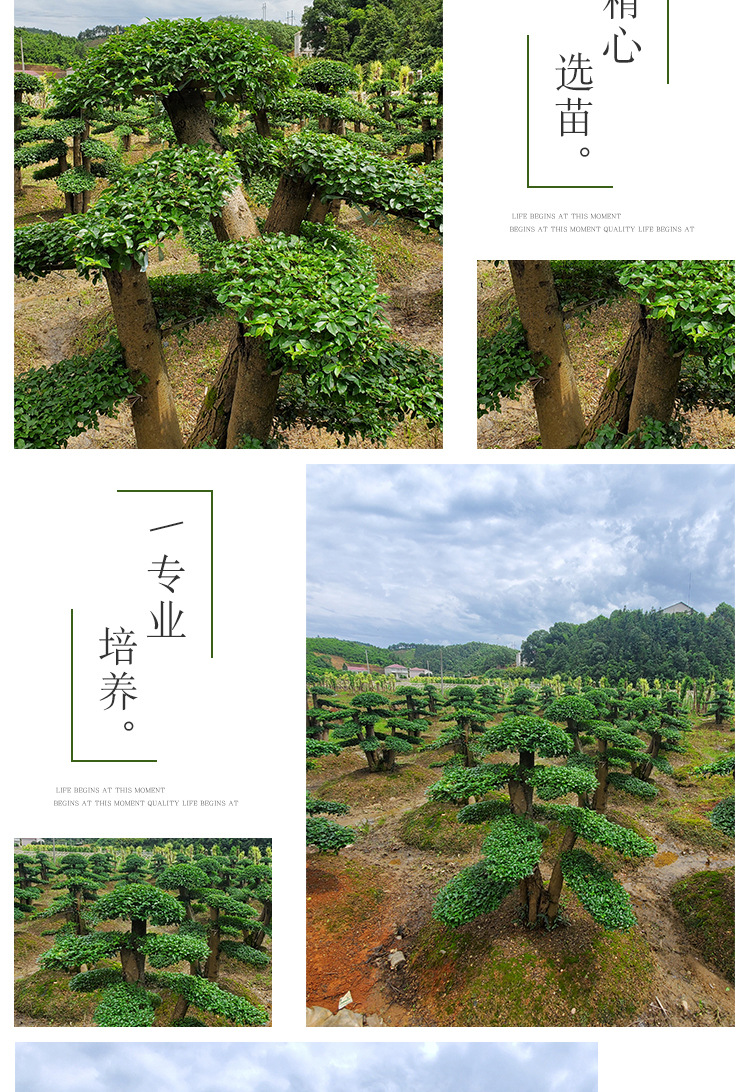 汉田苗木详情页_05