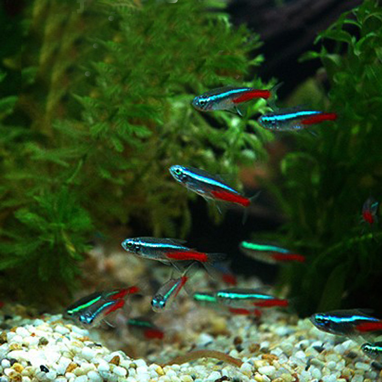 水族观赏鱼活体红绿灯小型鱼热带淡水鱼草缸群游上层灯科鱼室直批