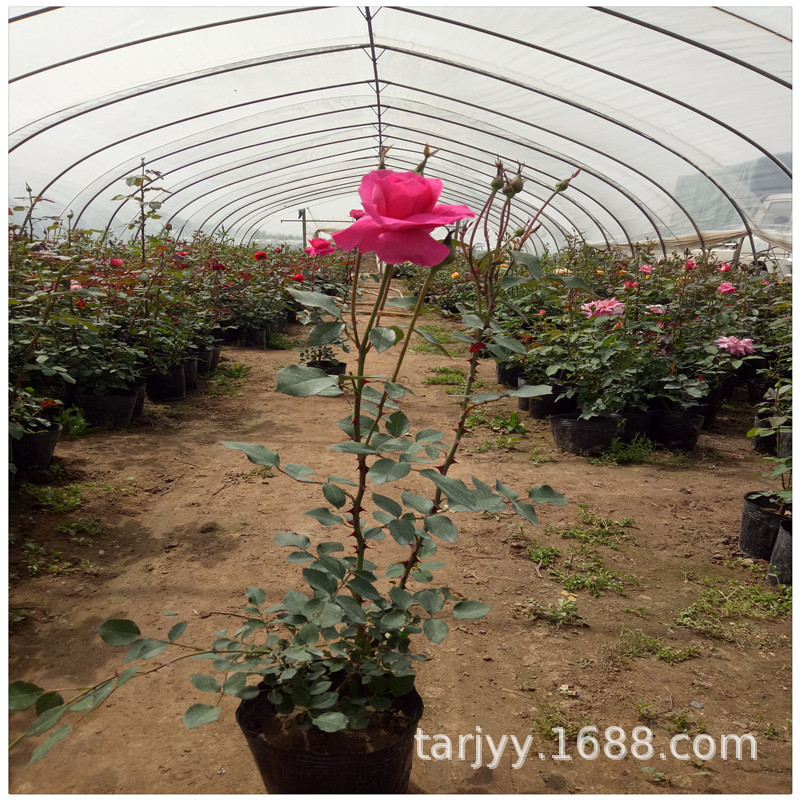 供应丰花月季小苗 营养杯苗 大花月季四季开花 工程苗木