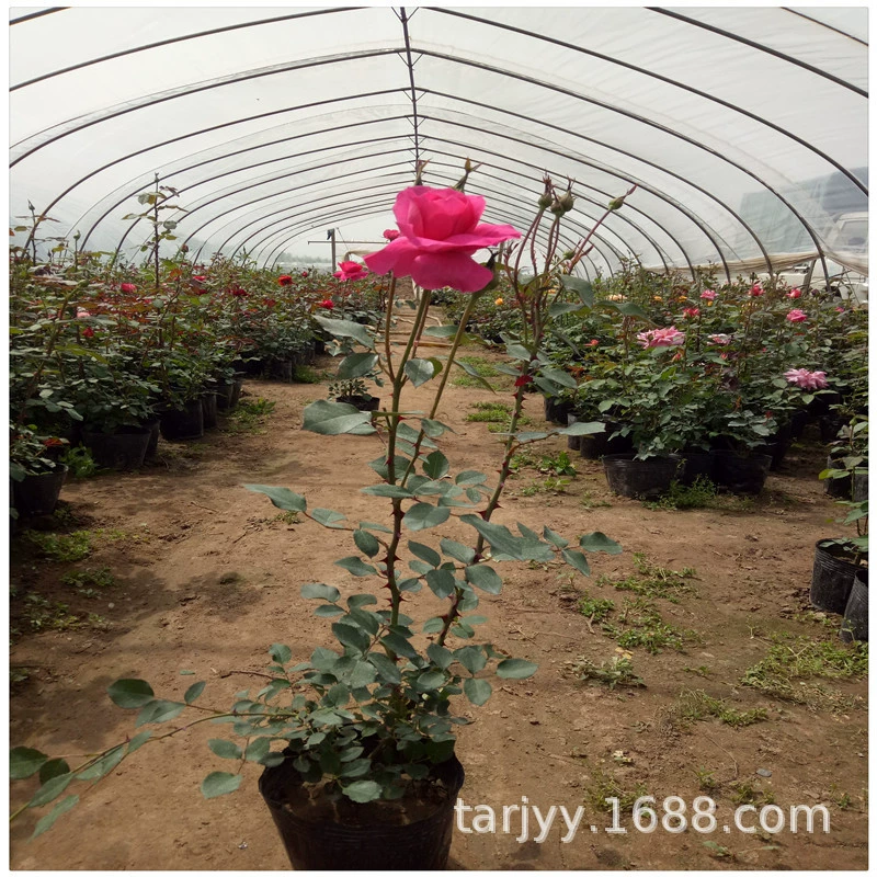 Поставка Фэнхуа Роза Рассада Питание Кубок Рассада Большой цветок Роза Четыре сезона Проект цветения Рассада