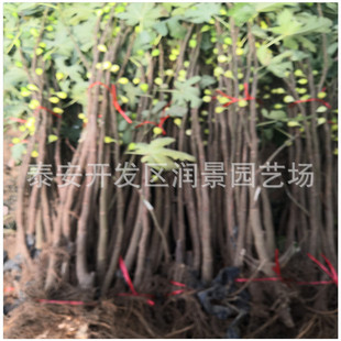 �o����С�����l �o����Ǥ���� �o���������l �F�ڬF�u ������]