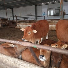 德民养殖鲁西黄牛犊黄牛多少钱一头鲁西黄牛生长速度