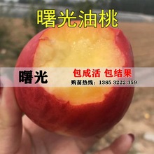 嫁接大油桃树苗特早熟 曙光大油桃苗 果树苗嫁接桃树苗南北方种植