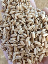 河南小麦 硬质红麦 冬小麦 各种五谷杂粮填充物