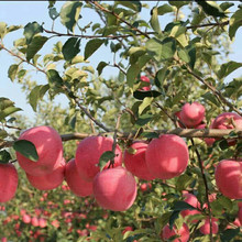 基地批發紅富士蘋果矮化樹苗 金冠嫁接蘋果樹苗 南北方庭院果樹苗