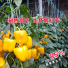 Yellow sweet pepper seeds yellow sweet pepper seed color pepper seed lanterns pepper pepper seeds vegetable seeds wholesale vegetables