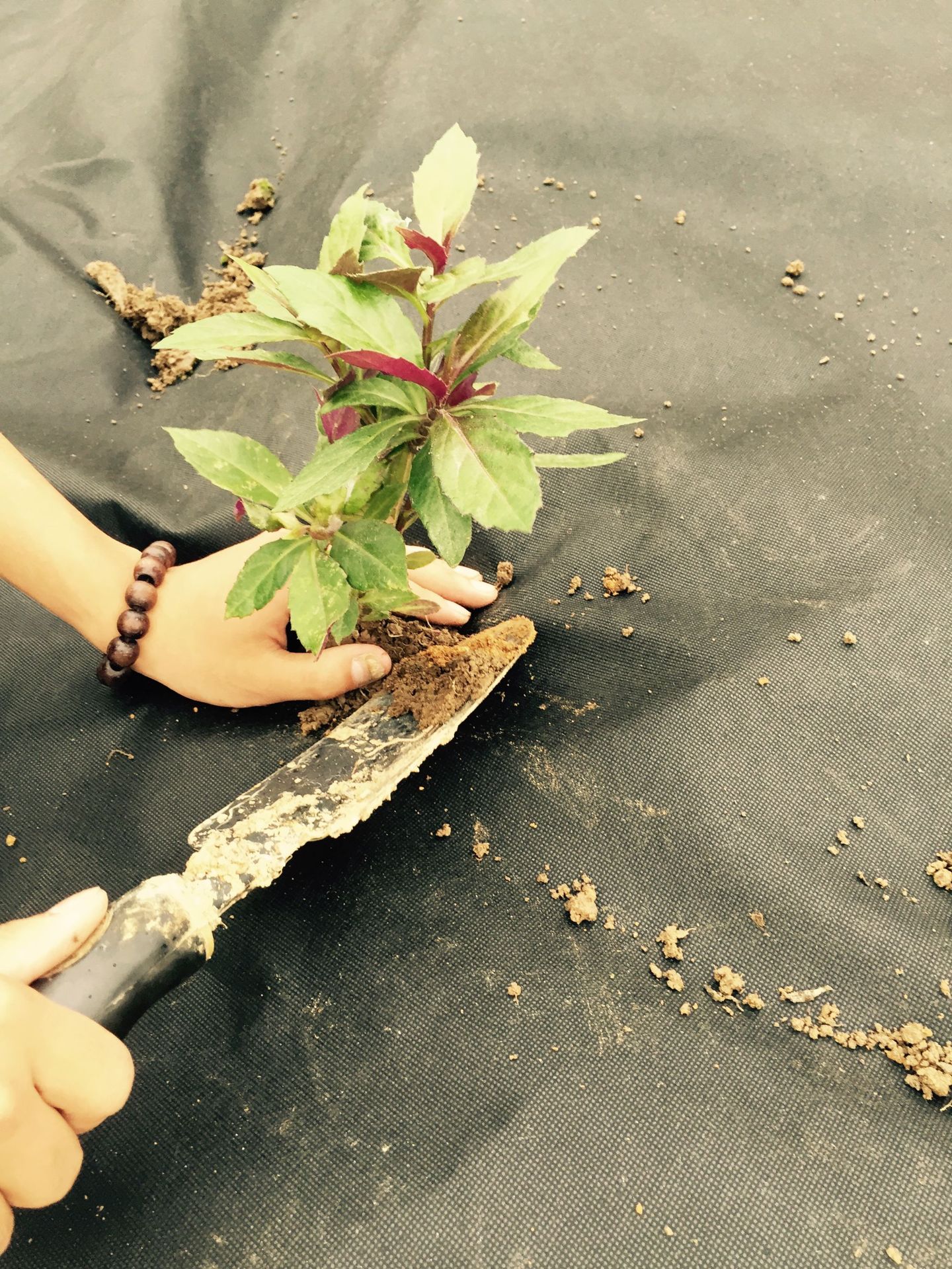 覆盖防虫绿化环保无纺布pp  除草布纺粘无纺布黑色果园农用防草布