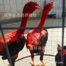 广东济宁斗鸡厂家直销纯打比赛鸡的斗鸡活体价格  越南斗鸡苗价格