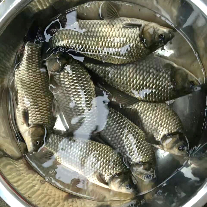鲫鱼 湘云鲫工程鲫 丰产鲫 水产养殖鲫鱼苗