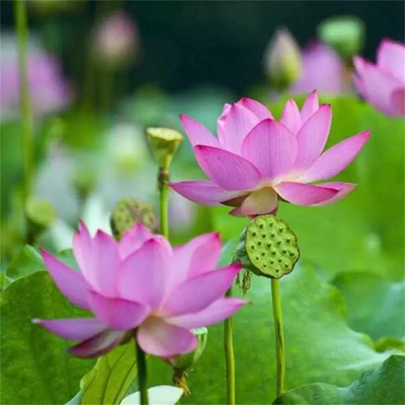 Оптовая продажа саженцев лотоса Декоративные растения лотоса
