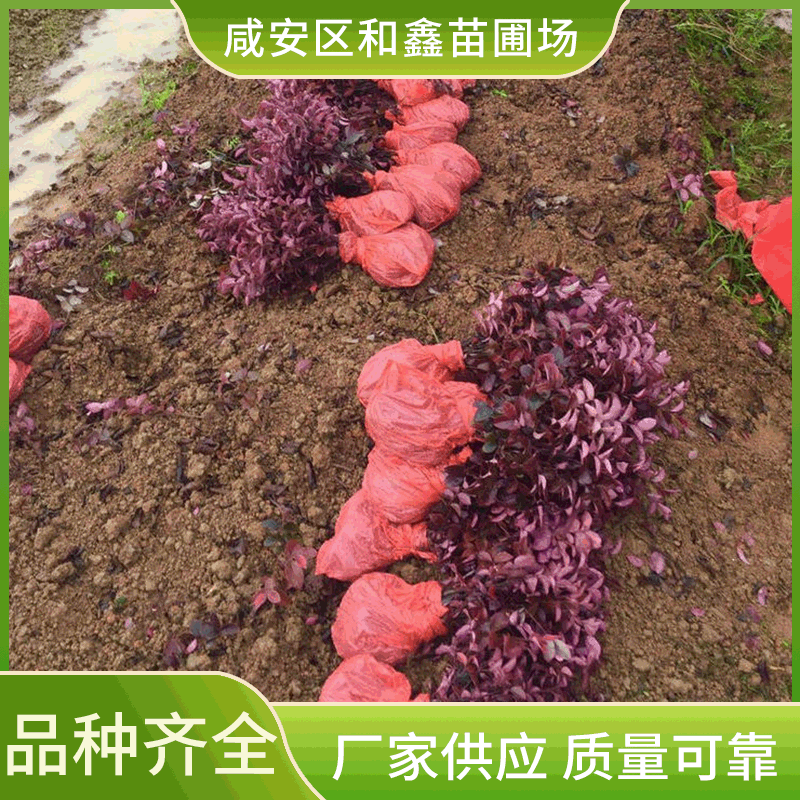 厂家供应 红继木球 造型红继木 红继木小苗 红花继木 欢迎咨询|ms