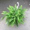 Base -based Boston fern kidney fern.