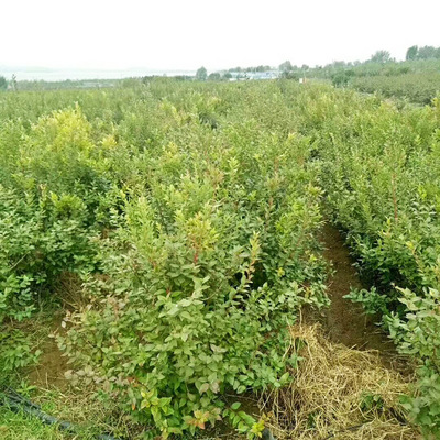基地直销两年生蓝金蓝莓苗 蓝梅树苗组培蓝莓苗带原土发货