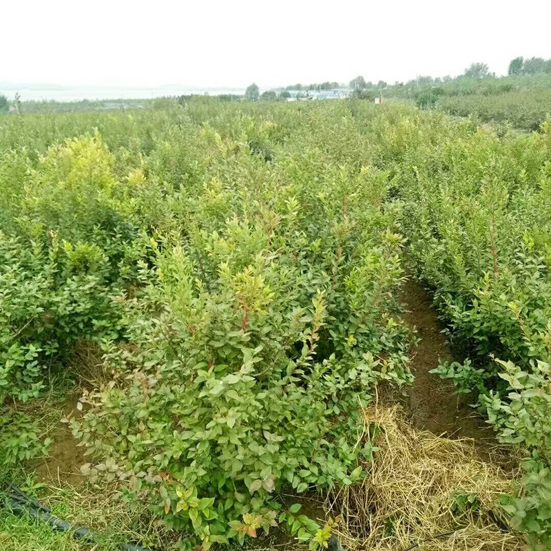 基地直销两年生蓝金蓝莓苗 蓝梅树苗组培蓝莓苗带原土发货